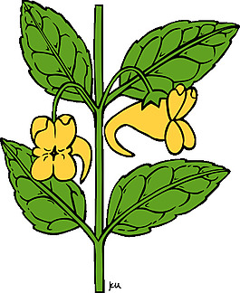 Ku凤仙花aurella剪贴画