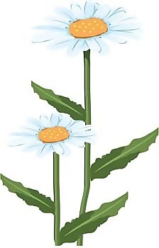 romashka菊花4
