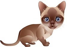 猫72向量