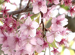 桃花朵朵开视频