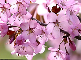 在那桃花盛开的地方视频片头模板