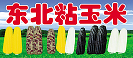 东北玉米
