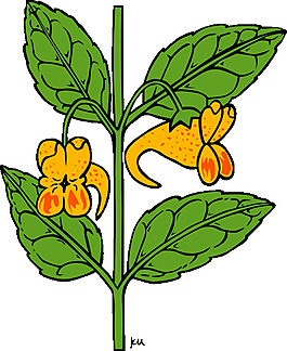 凤仙花鹗剪贴画