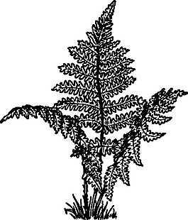 蕨类植物剪贴画