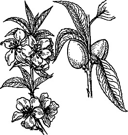 杏仁植物剪贴画
