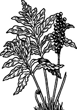 蕨类植物剪贴画