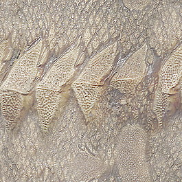 皮革皮纹材质3d贴图3d材质贴图 25