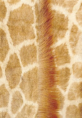 皮纹材质3d贴图材质贴图 53