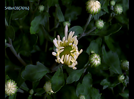 白色鲜花盛开实拍视频下载