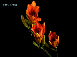 黄色鲜花盛开实拍视频下载