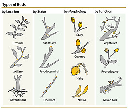 植物芽的分类剪贴画