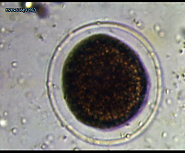 微生物图片 微生物素材 微生物模板免费下载 六图网