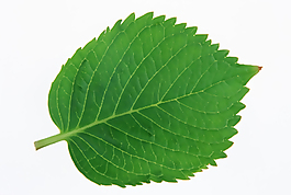 多种叶子,树叶3d材质贴图素材-46