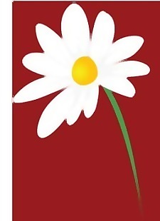 romashka菊花7