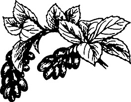 小檗剪贴画