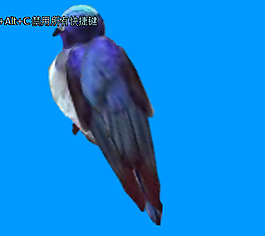 鸟儿