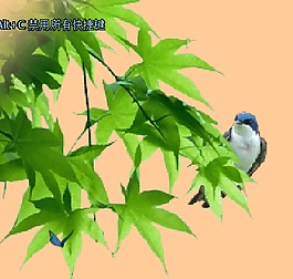 枫叶与小鸟