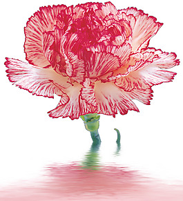 水中一枝花