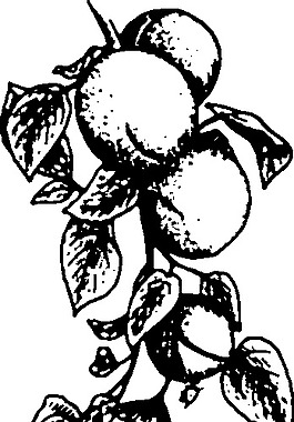 杏剪贴画