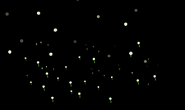 星光