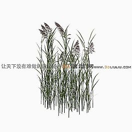 3D草模型