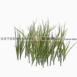 3D草模型
