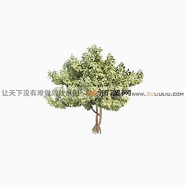 3D白杨树模型