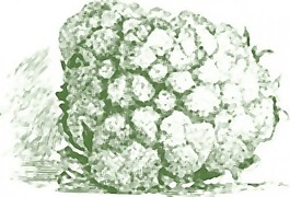 菜花植物剪贴画