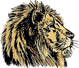 一个大的雄性非洲狮插画矢量图