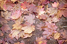 秋天的落叶背景