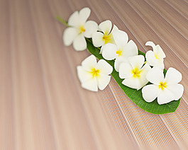 对板材纹理柚木条木地板的鸡蛋花叶花束
