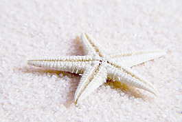 海星
