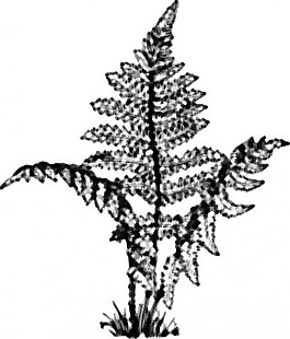 蕨类植物剪贴画