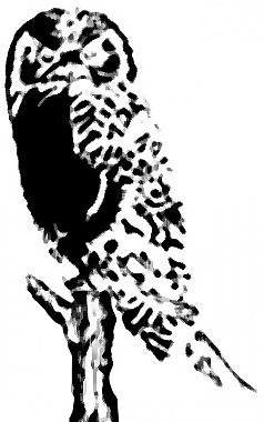 猫头鹰在部门的剪辑艺术