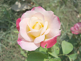 玫瑰花背景图片