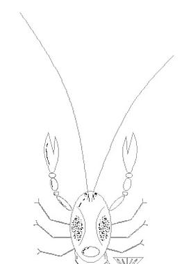 龙虾 DWG