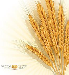 金色麦穗矢量图