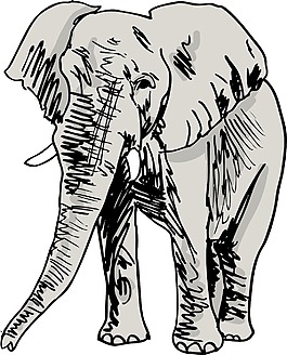大象的爪子怎么画图片
