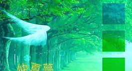 仲夏梦婚纱设计PSD模板(1)