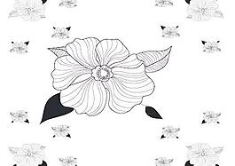 黑白花