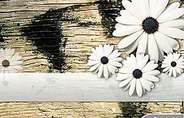 怀旧木纹白菊花PPT模板