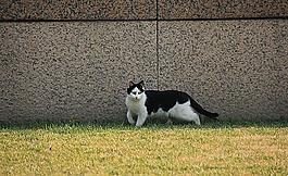 室外的小猫