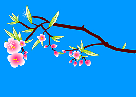 花开过程