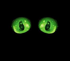 猫咪眼睛剪影矢量图2