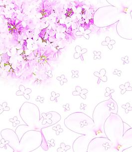 丁香花