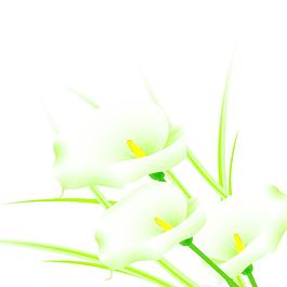 百合花