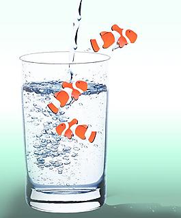 水杯金鱼