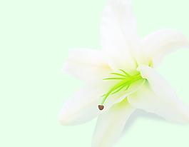 百合花