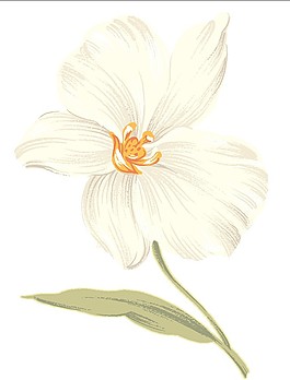 素色花