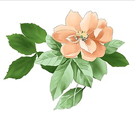 绿叶鲜花